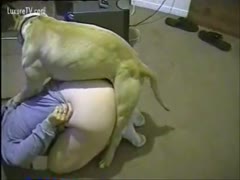 A hefty snatch is copulated by a muscular mongrel.